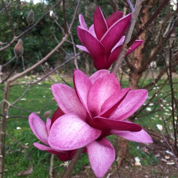 Magnolia - × soulangeana - Starburst - MGSTA2009